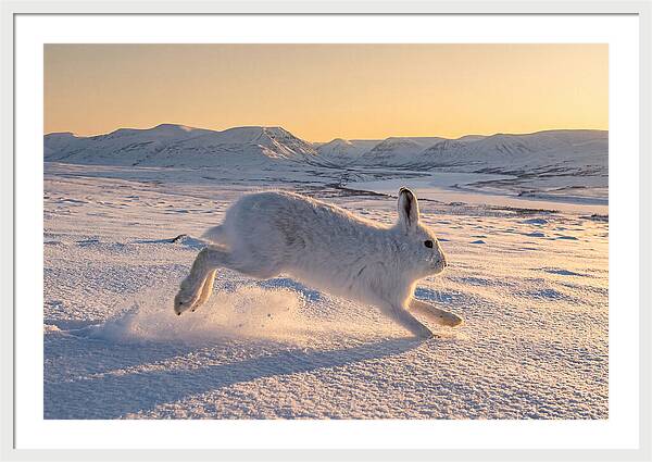 Hare Dancing Through Snow