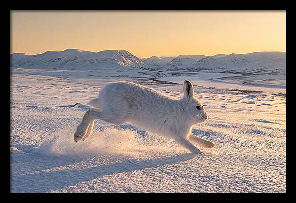 Hare Dancing Through Snow