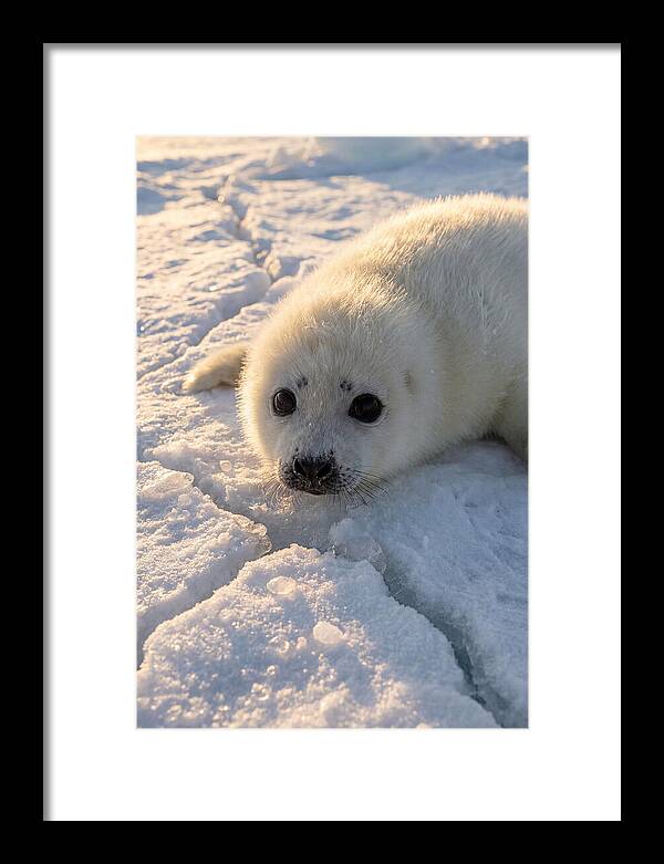Harp Seal Pup On Ice