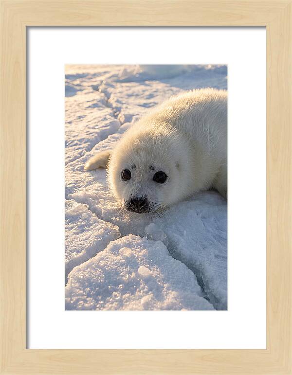 Harp Seal Pup On Ice