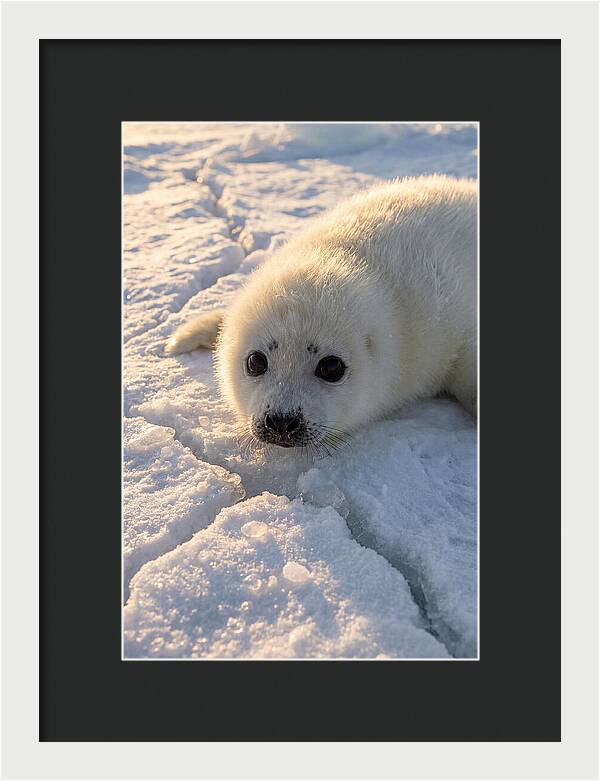 Harp Seal Pup On Ice