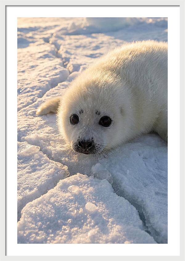 Harp Seal Pup On Ice