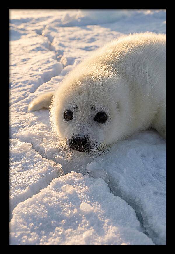 Harp Seal Pup On Ice