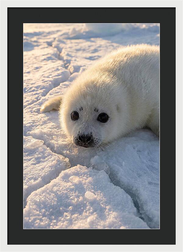 Harp Seal Pup On Ice