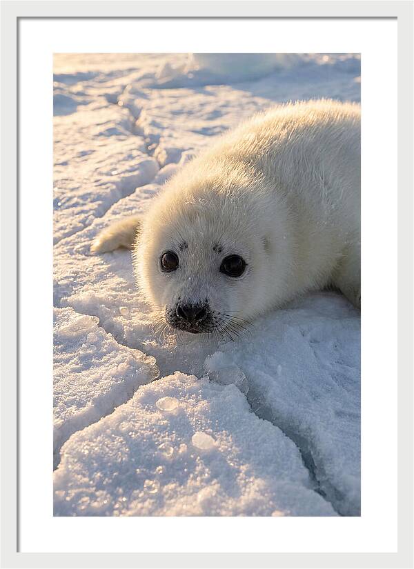 Harp Seal Pup On Ice