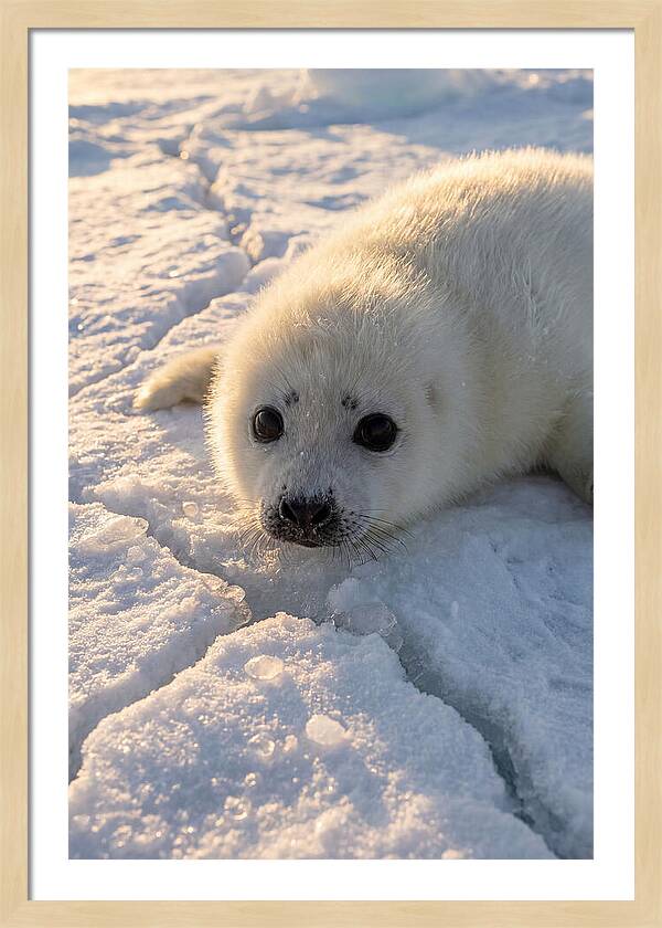 Harp Seal Pup On Ice