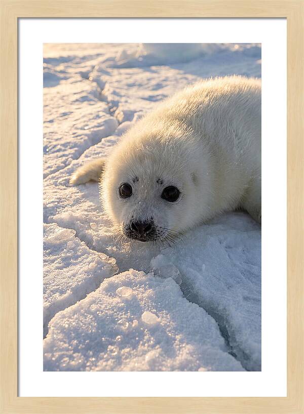 Harp Seal Pup On Ice