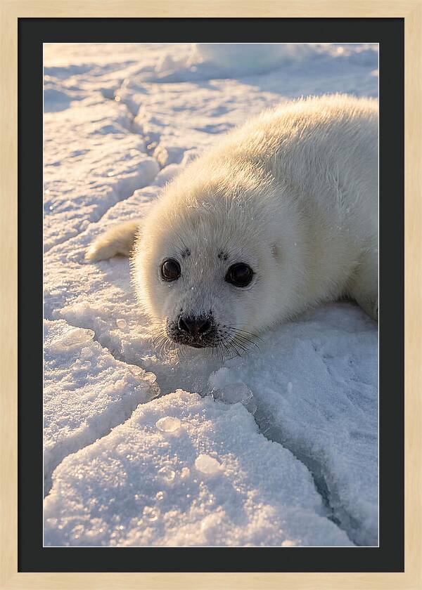 Harp Seal Pup On Ice