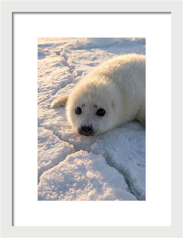 Harp Seal Pup On Ice