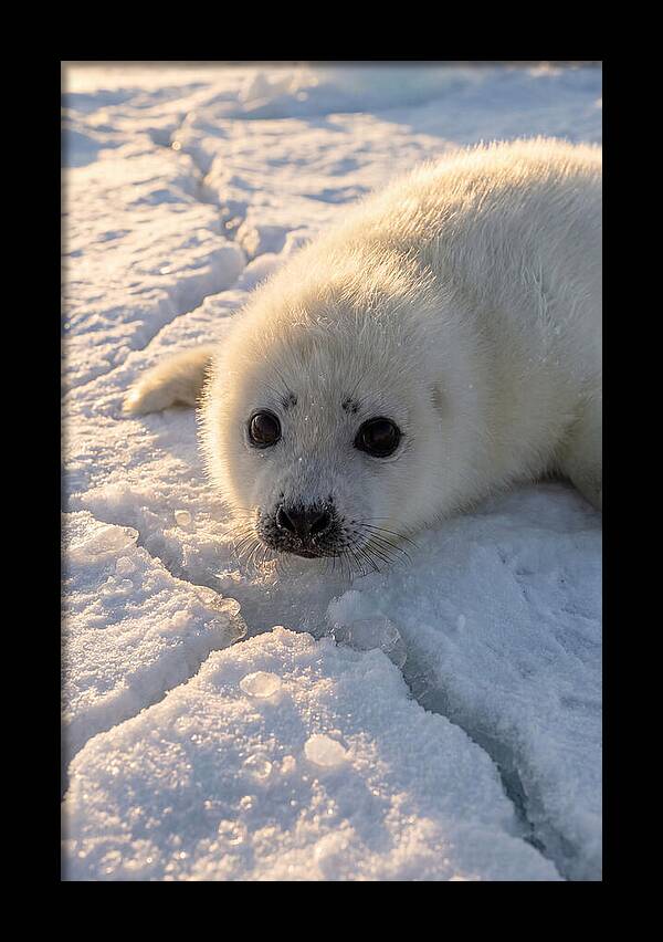 Harp Seal Pup On Ice