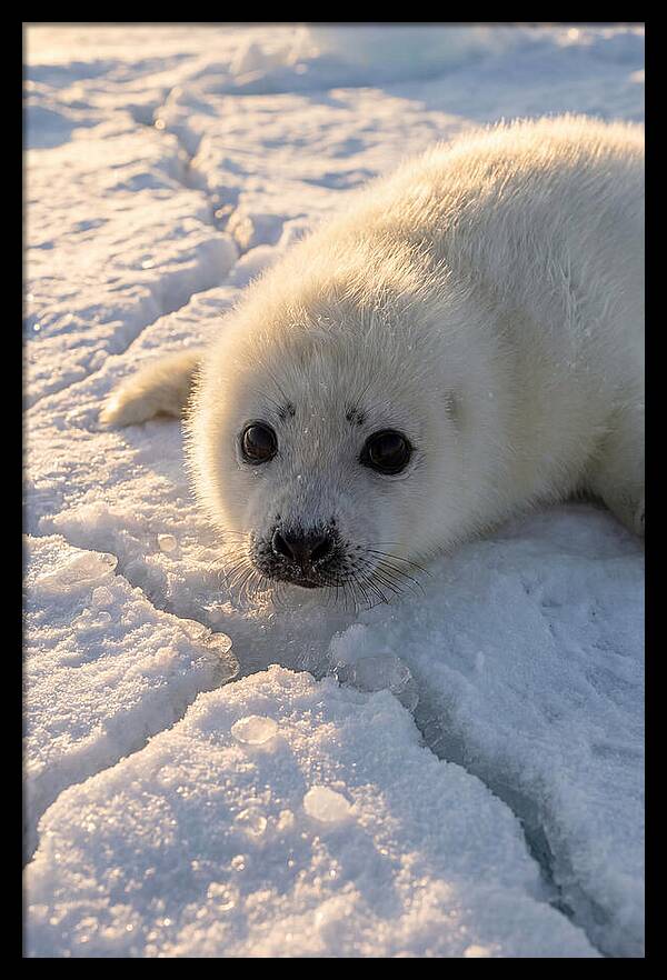 Harp Seal Pup On Ice