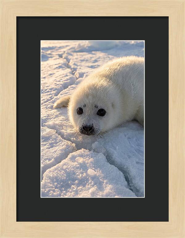 Harp Seal Pup On Ice