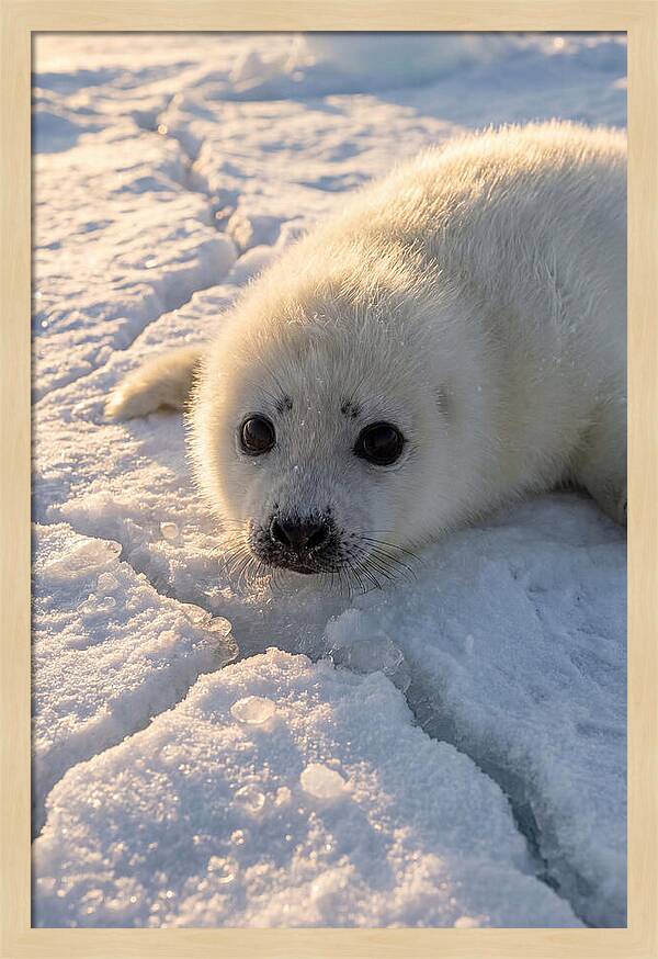 Harp Seal Pup On Ice