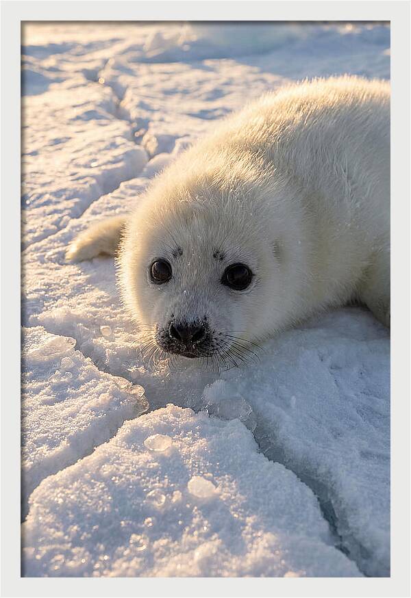 Harp Seal Pup On Ice