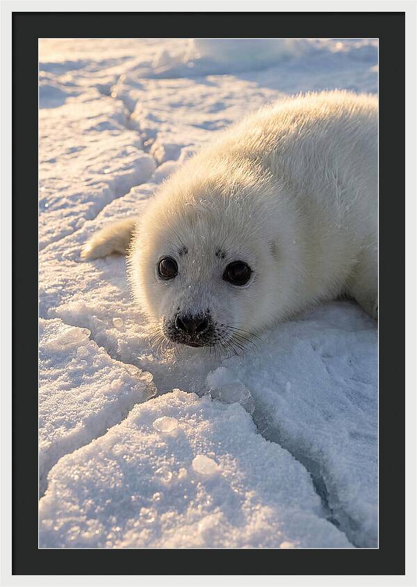 Harp Seal Pup On Ice