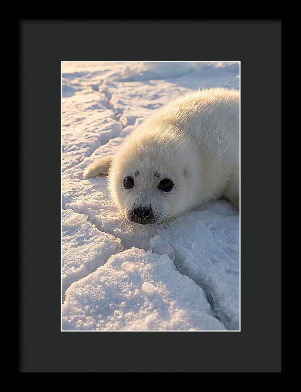 Harp Seal Pup On Ice