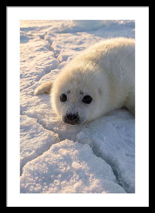 Harp Seal Pup On Ice