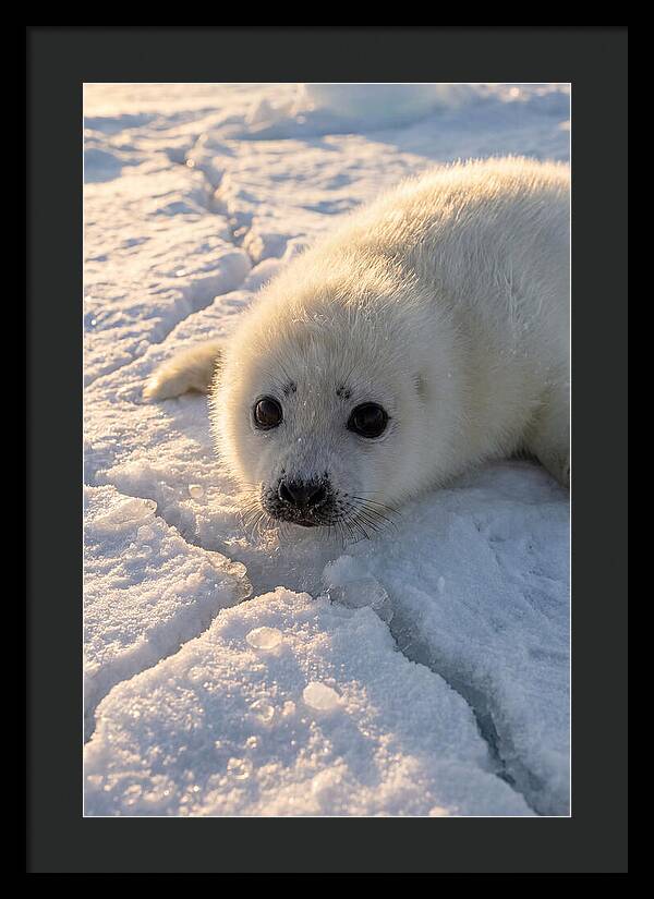 Harp Seal Pup On Ice