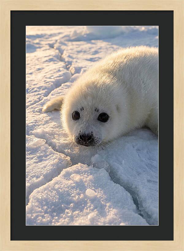 Harp Seal Pup On Ice