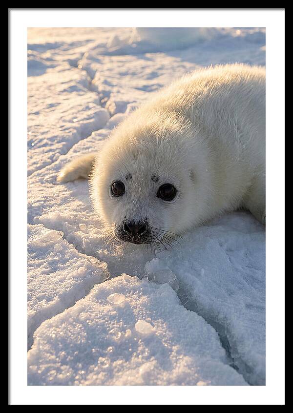 Harp Seal Pup On Ice