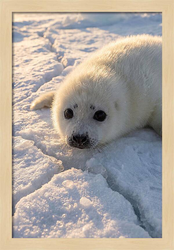 Harp Seal Pup On Ice