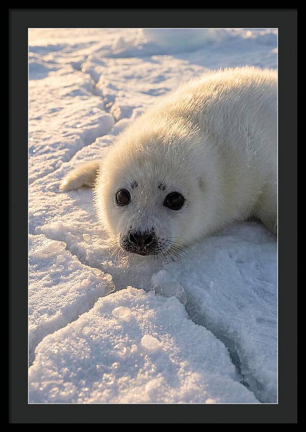 Harp Seal Pup On Ice