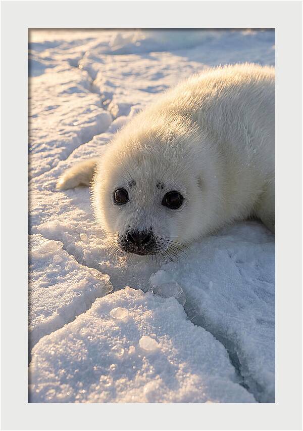 Harp Seal Pup On Ice