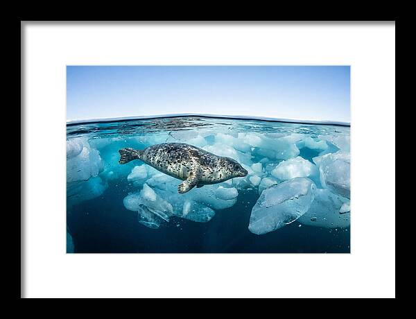 Harp Seal Swimming Beneath Ice