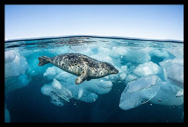 Harp Seal Swimming Beneath Ice
