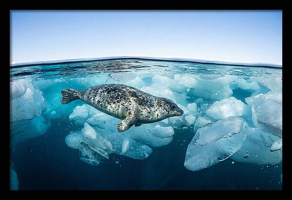 Harp Seal Swimming Beneath Ice