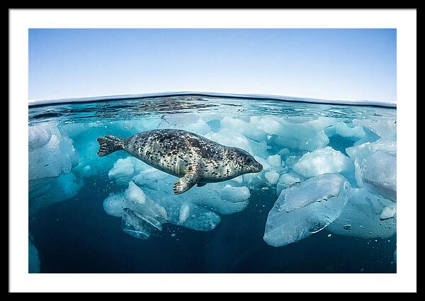 Harp Seal Swimming Beneath Ice