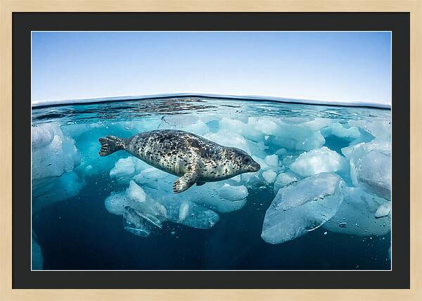 Harp Seal Swimming Beneath Ice