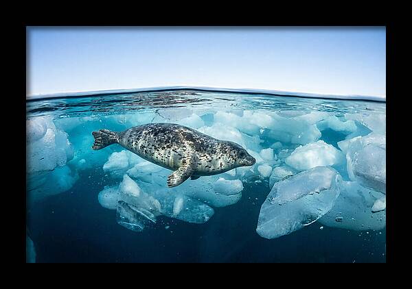 Harp Seal Swimming Beneath Ice