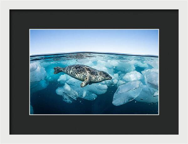 Harp Seal Swimming Beneath Ice