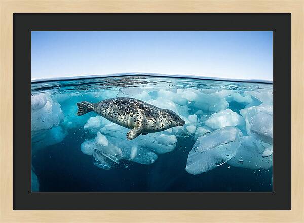 Harp Seal Swimming Beneath Ice