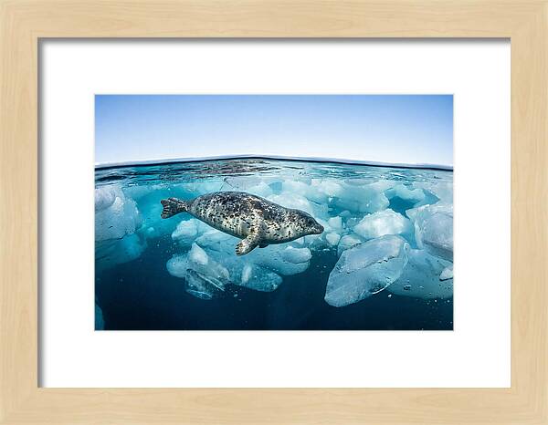 Harp Seal Swimming Beneath Ice