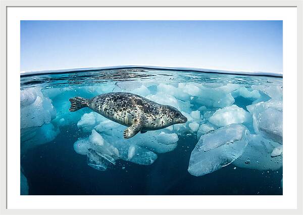 Harp Seal Swimming Beneath Ice