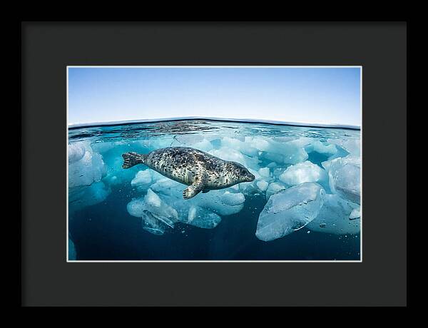 Harp Seal Swimming Beneath Ice