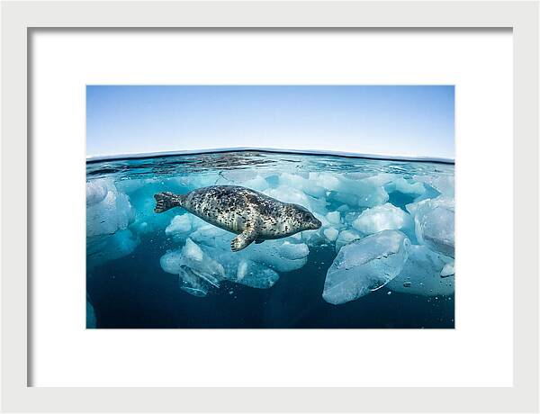 Harp Seal Swimming Beneath Ice