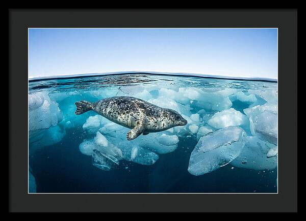 Harp Seal Swimming Beneath Ice