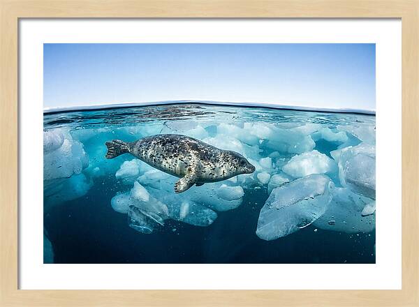 Harp Seal Swimming Beneath Ice