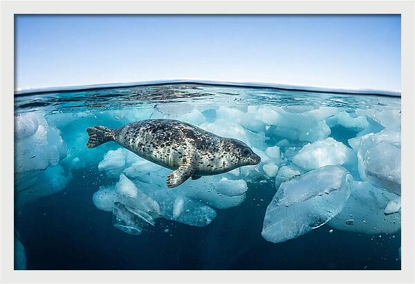 Harp Seal Swimming Beneath Ice