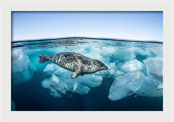 Harp Seal Swimming Beneath Ice
