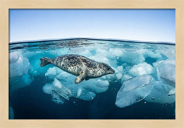 Harp Seal Swimming Beneath Ice