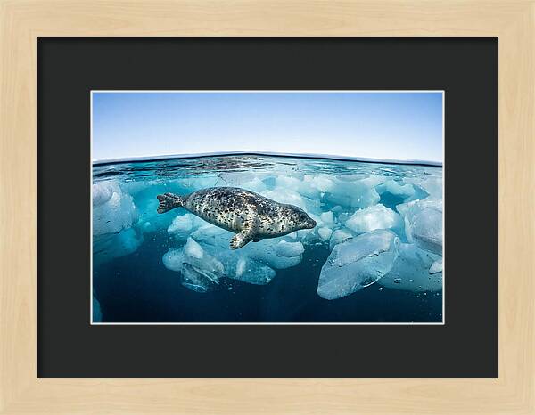 Harp Seal Swimming Beneath Ice