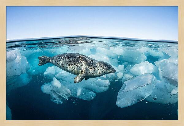 Harp Seal Swimming Beneath Ice