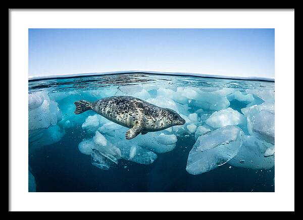 Harp Seal Swimming Beneath Ice