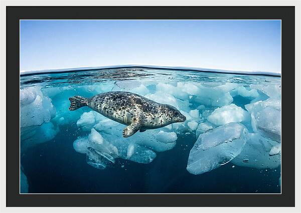 Harp Seal Swimming Beneath Ice