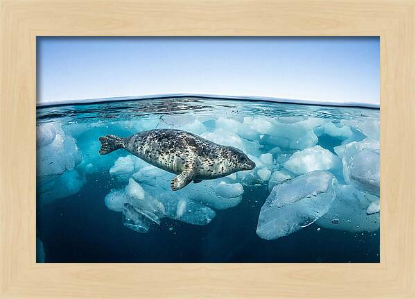 Harp Seal Swimming Beneath Ice