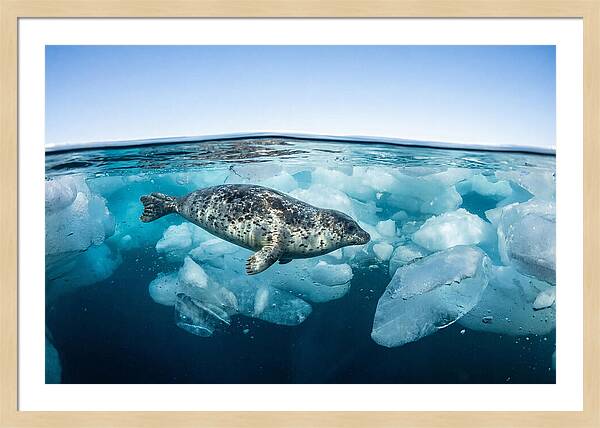 Harp Seal Swimming Beneath Ice